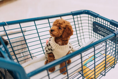 Pet Store WordPress Themes